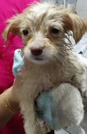 Cachorro raça Vira lata idade 2 a 6 meses nome Sem nome 