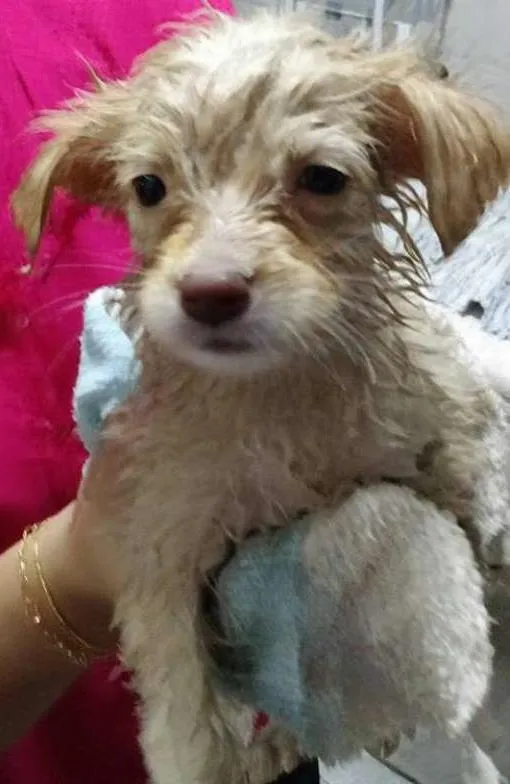 Cachorro ra a Vira lata idade 2 a 6 meses nome Sem nome 