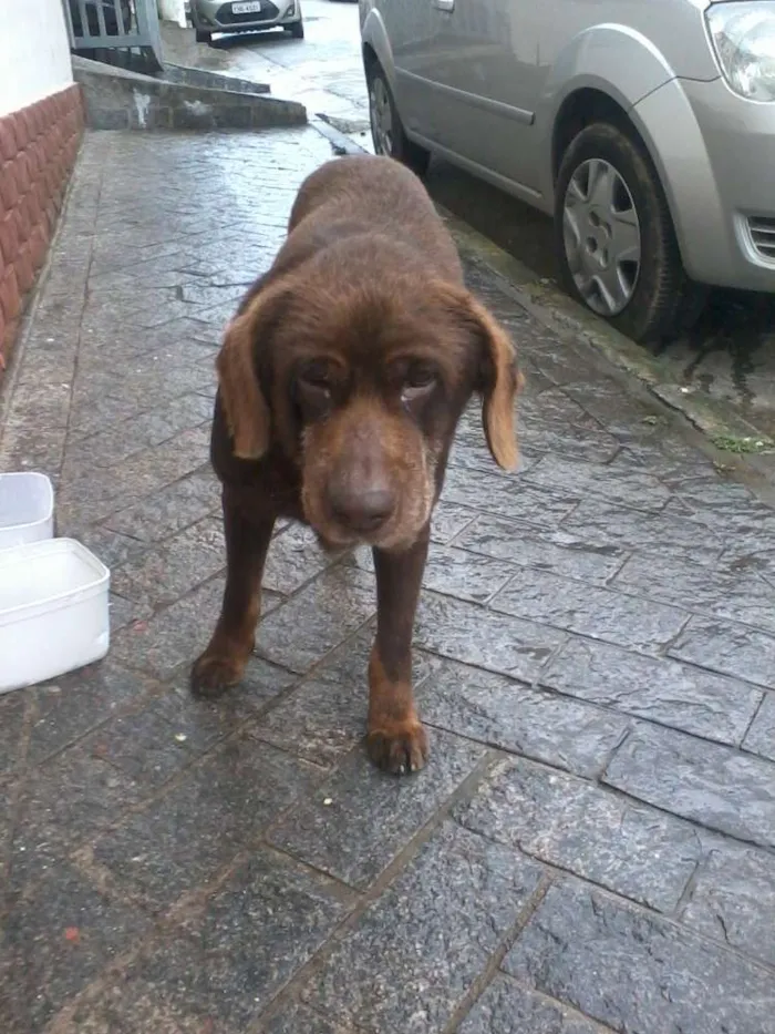Cachorro ra a indefinida idade 6 ou mais anos nome desconhecido