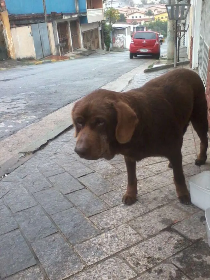 Cachorro ra a indefinida idade 6 ou mais anos nome desconhecido