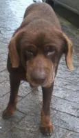 desconhecido