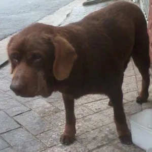 Cachorro raça indefinida idade 6 ou mais anos nome desconhecido