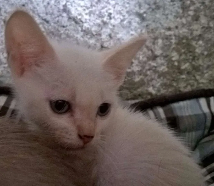 Gato ra a RED POINT idade Abaixo de 2 meses nome MIRTILO