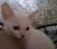 MIRTILO