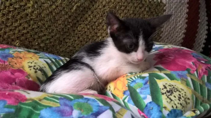 Gato ra a SRD idade Abaixo de 2 meses nome MIXIRICA