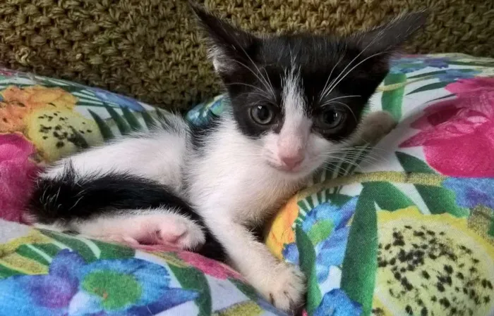 Gato ra a SRD idade Abaixo de 2 meses nome MIXIRICA