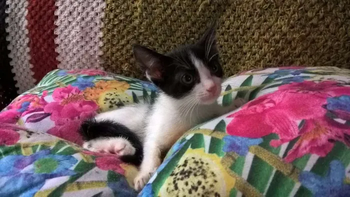 Gato ra a SRD idade Abaixo de 2 meses nome MIXIRICA