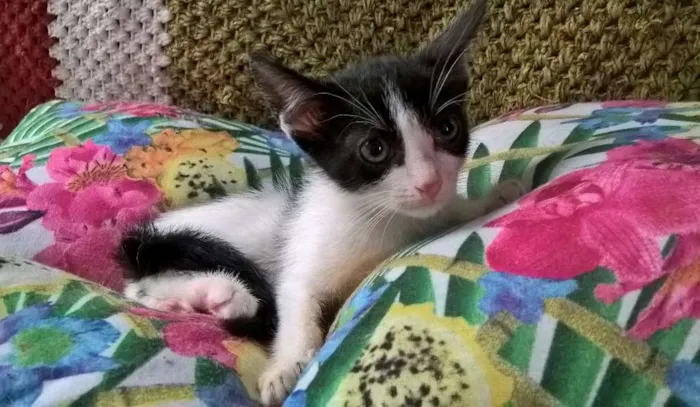 Gato ra a SRD idade Abaixo de 2 meses nome MIXIRICA