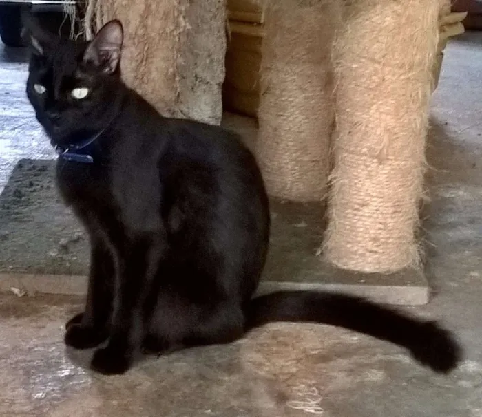Gato ra a SRD idade 1 ano nome MATILDE