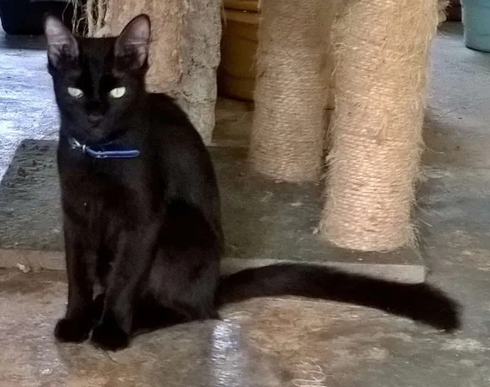 Gato ra a SRD idade 1 ano nome MATILDE