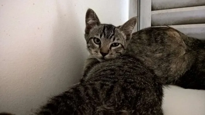 Gato ra a SRD idade 2 a 6 meses nome NECO