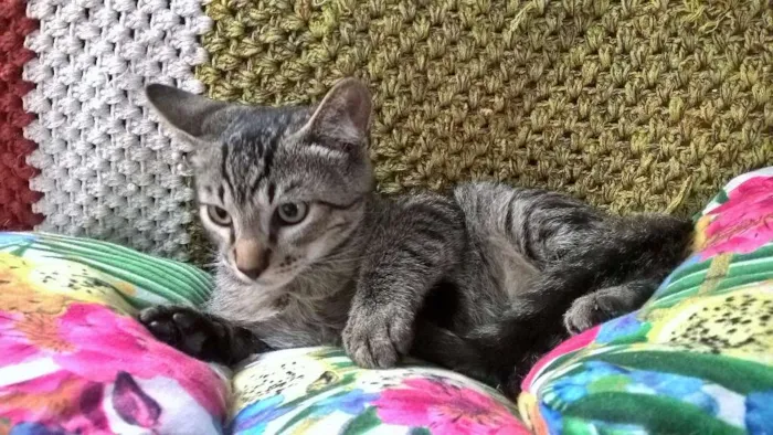 Gato ra a SRD idade 2 a 6 meses nome NECO