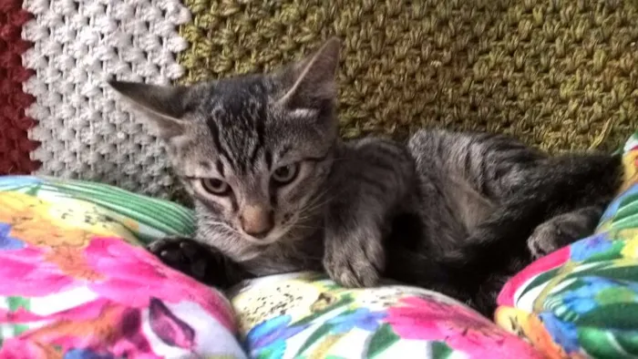 Gato ra a SRD idade 2 a 6 meses nome NECO
