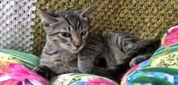 Gato ra a SRD idade 2 a 6 meses nome NECO