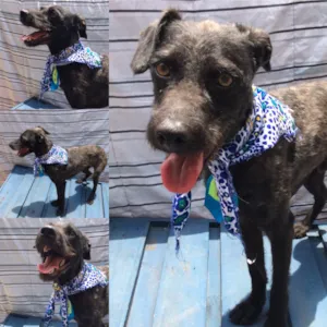 Cachorro raça SRD idade 7 a 11 meses nome Anakin