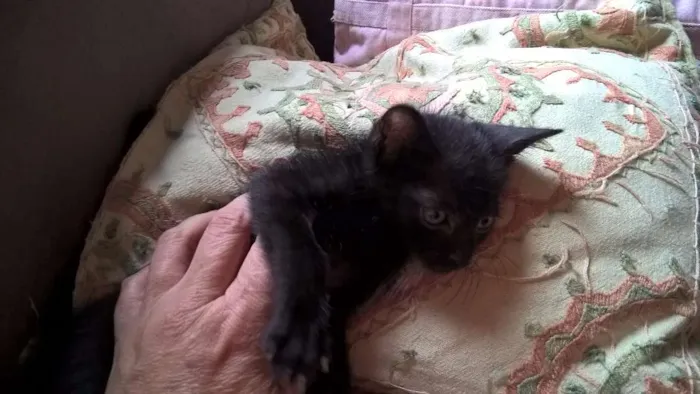 Gato ra a SRD idade Abaixo de 2 meses nome MORANGO