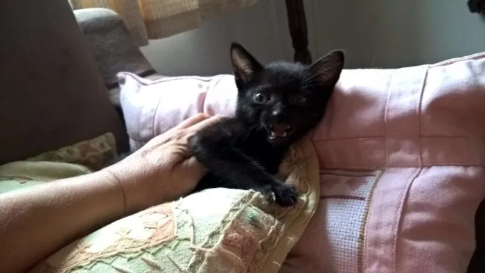 Gato ra a SRD idade Abaixo de 2 meses nome MORANGO