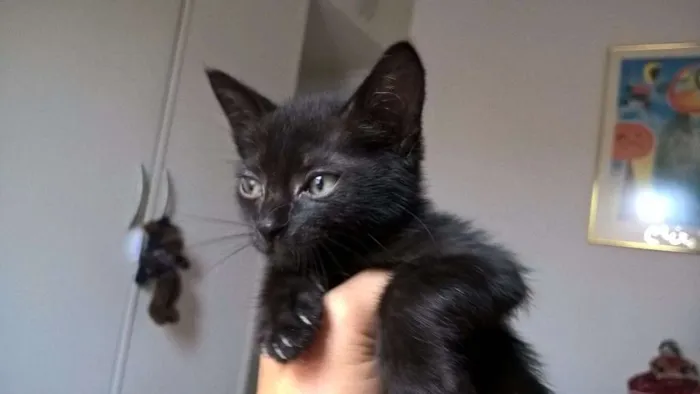 Gato ra a SRD idade Abaixo de 2 meses nome MORANGO