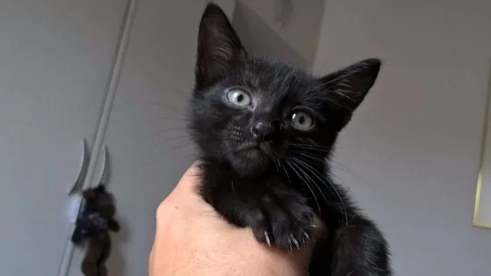 Gato ra a SRD idade Abaixo de 2 meses nome MORANGO