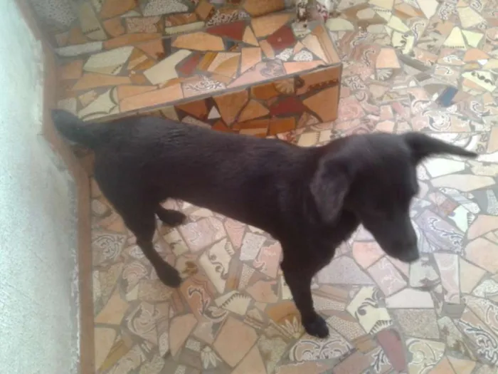 Cachorro ra a SRD idade 2 anos nome JULIETA