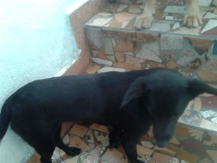 Cachorro ra a SRD idade 2 anos nome JULIETA