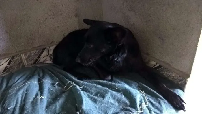 Cachorro ra a SRD idade 2 anos nome JULIETA