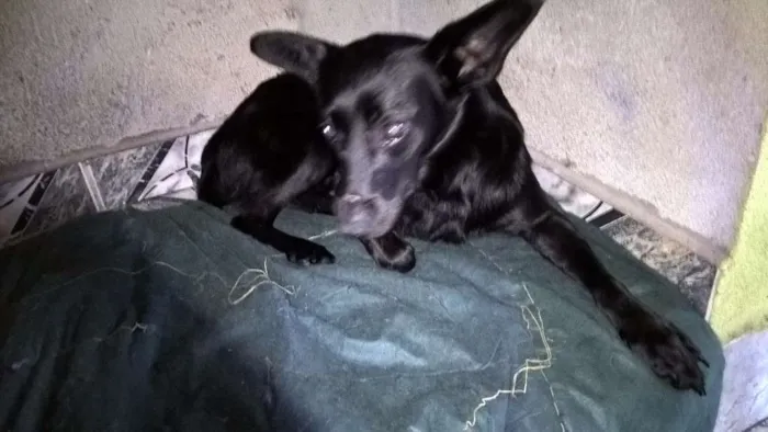Cachorro ra a SRD idade 2 anos nome JULIETA