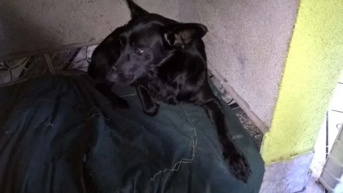 Cachorro ra a SRD idade 2 anos nome JULIETA