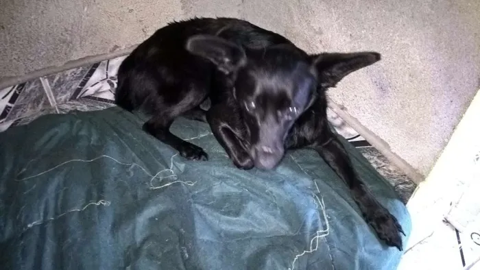 Cachorro ra a SRD idade 2 anos nome JULIETA