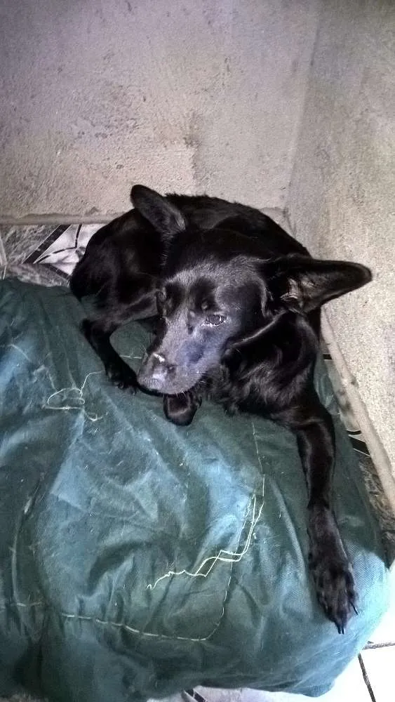Cachorro ra a SRD idade 2 anos nome JULIETA