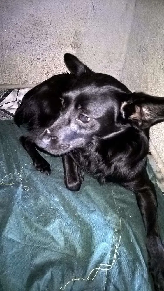 Cachorro ra a SRD idade 2 anos nome JULIETA