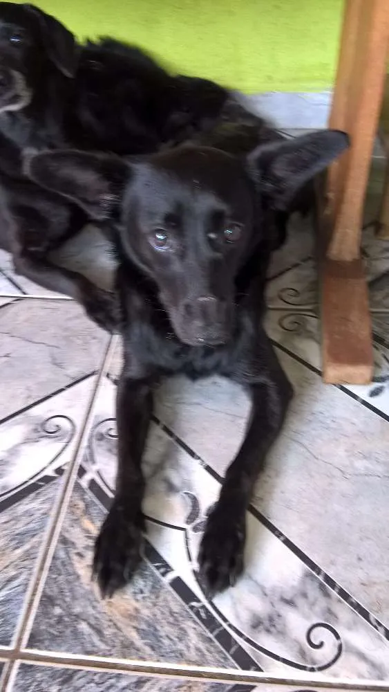Cachorro ra a SRD idade 2 anos nome JULIETA