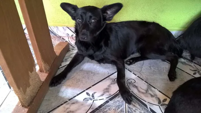 Cachorro ra a SRD idade 2 anos nome JULIETA