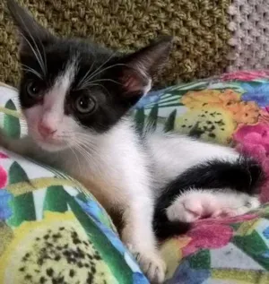 Gato raça SRD idade Abaixo de 2 meses nome MIXIRICA