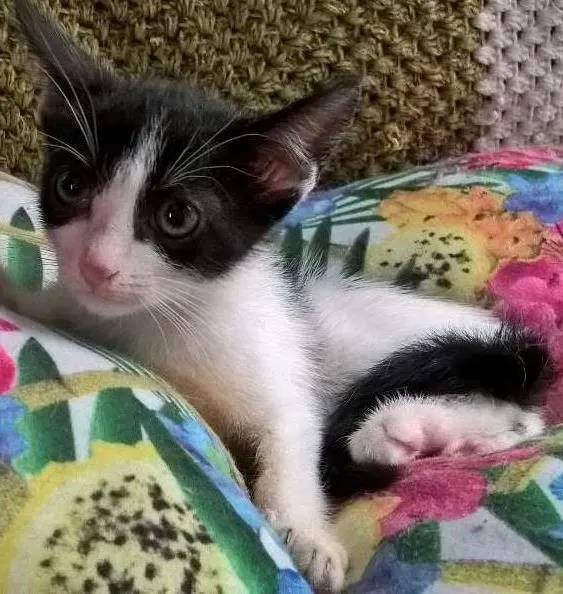 Gato ra a SRD idade Abaixo de 2 meses nome MIXIRICA