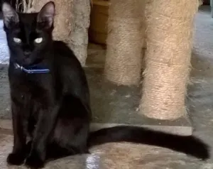 Gato raça SRD idade 1 ano nome MATILDE