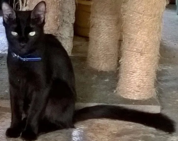 Gato ra a SRD idade 1 ano nome MATILDE