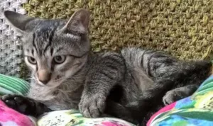Gato raça SRD idade 2 a 6 meses nome NECO