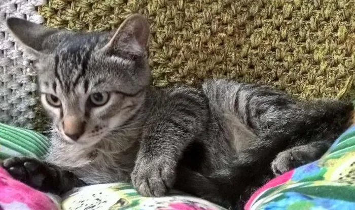 Gato ra a SRD idade 2 a 6 meses nome NECO