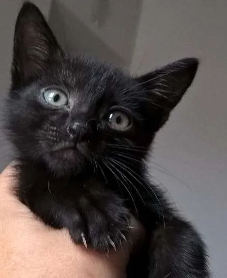 Gato ra a SRD idade Abaixo de 2 meses nome MORANGO
