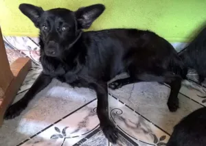 Cachorro raça SRD idade 2 anos nome JULIETA