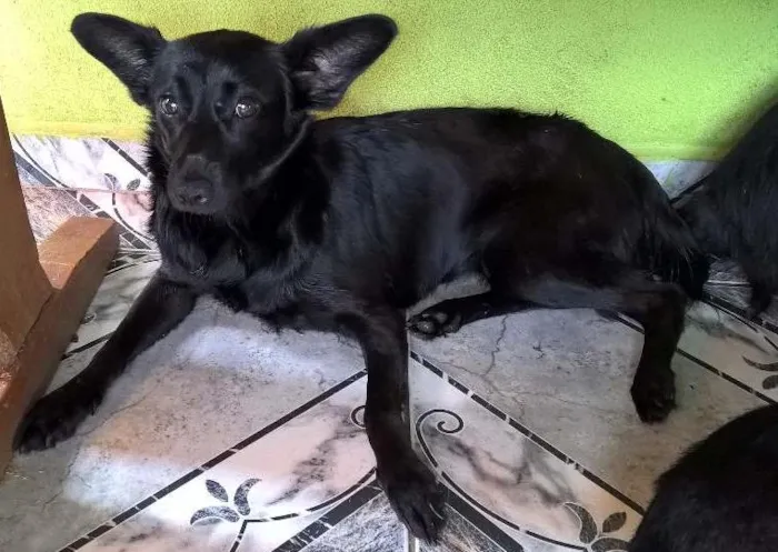 Cachorro ra a SRD idade 2 anos nome JULIETA