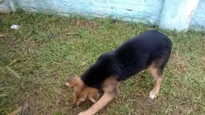 Cachorro ra a Mestiço - Pastor Alemão idade 2 a 6 meses nome Sem Nome