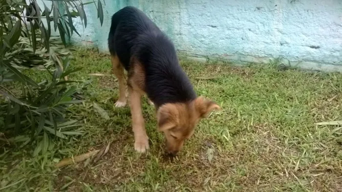 Cachorro ra a Mestiço - Pastor Alemão idade 2 a 6 meses nome Sem Nome