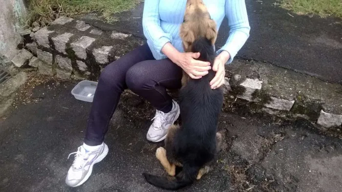 Cachorro ra a Mestiço - Pastor Alemão idade 2 a 6 meses nome Sem Nome