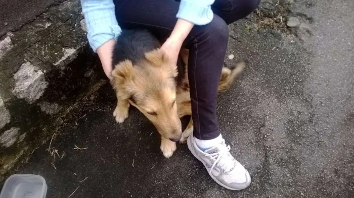 Cachorro ra a Mestiço - Pastor Alemão idade 2 a 6 meses nome Sem Nome