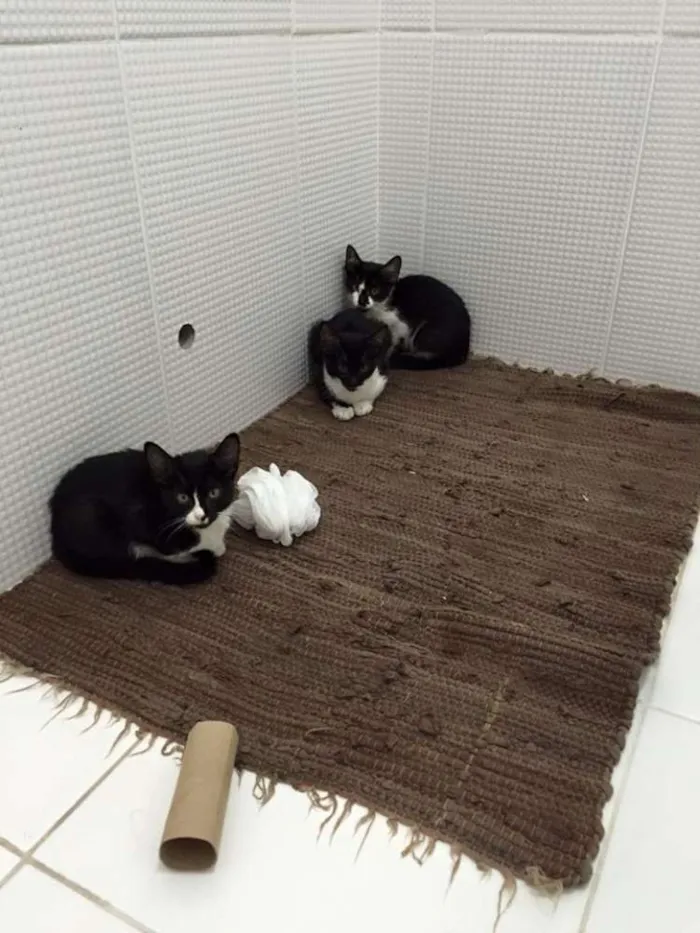 Gato ra a  idade 2 a 6 meses nome Cássio, Gil e Tite