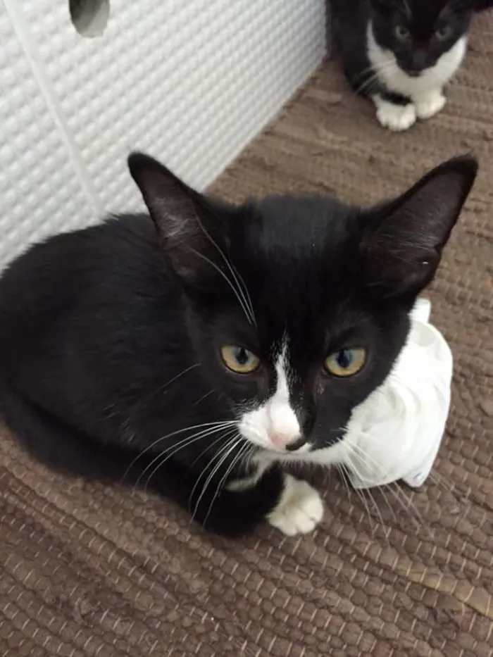 Gato ra a  idade 2 a 6 meses nome Cássio, Gil e Tite