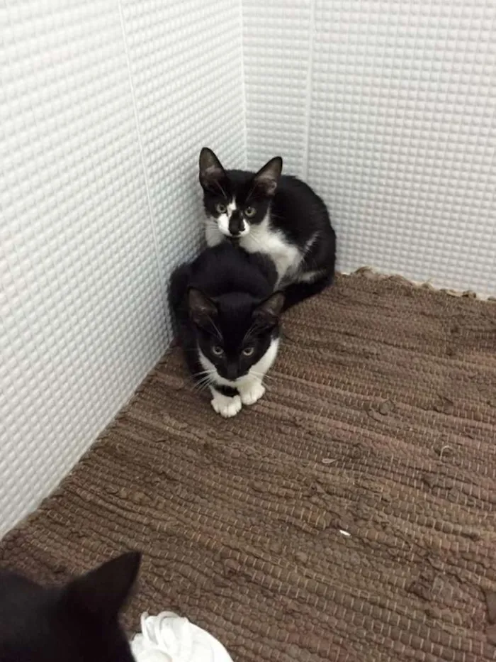 Gato ra a  idade 2 a 6 meses nome Cássio, Gil e Tite