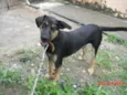 VINI